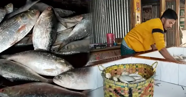 ভোলায় মাছের বাজার